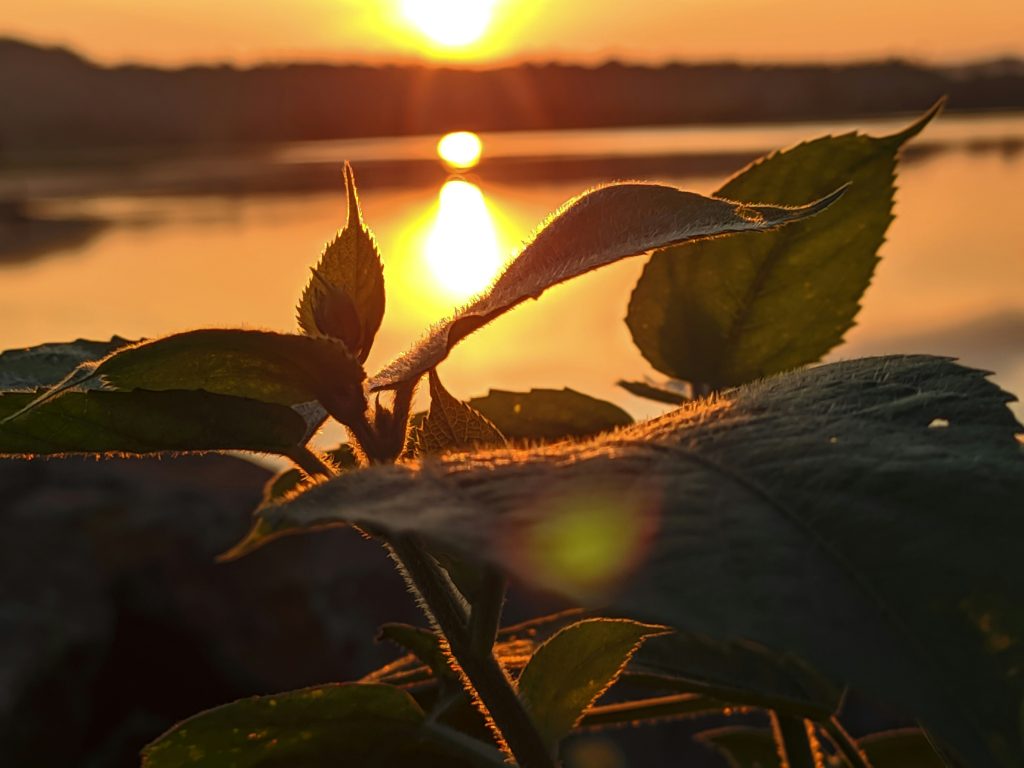  Sunday Quotes and Nature